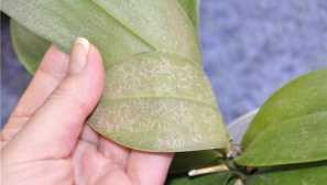 Spider tick na orhideju opis, znak infekcije, učinkovite metode borbe