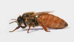 Bakfast pčele: pasmina opis, karakteristike vrsta