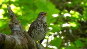 Singer drozd šumski ukras