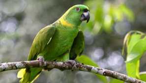 Parrot amazon: opis, fotografija, njegu, sadržaj, način života