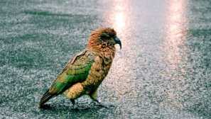 Parrot kea, ili nestor kea