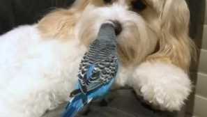 Parrot je pogledao svog domaćeg psa i odlučio da je stražar