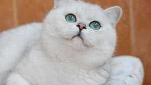 Uzgajati mačke britanske chinchille