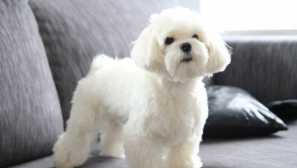 Pasmine pse koji ne gube