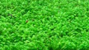 Sadržaj sadržaj reprodukcija opis fotografije rasvjeta.