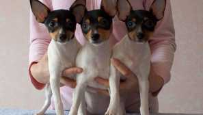 Podrijetlo domaćih pasa