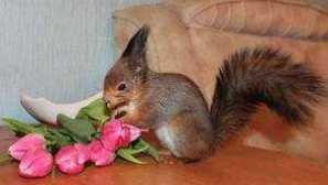 Živi proteini kod kuće