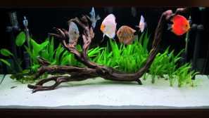 Reprodukcija diskusa u akvariju