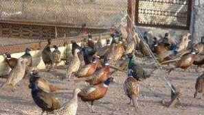 Pheasan uzgoj: održavanje kod kuće