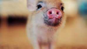 Cutee svinja yekaterinburga