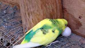 Ženski papagaj nosi jaja bez muškog