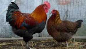 Najčešće bolesti pilića, njihovih simptoma i liječenja. Fotografija bolesnika s pticama