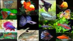 Najpametnija i skupa akvarijska riba