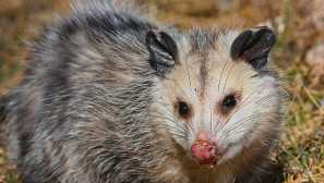 Najpoželjenije životinje na svijetu