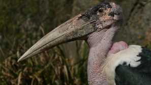 Sanitars divljih životinja