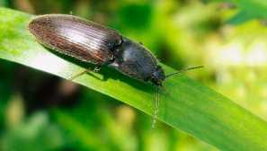 Grickalice crveni nož