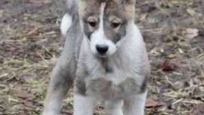 Štenci west sibiru kao što su: sadržaj i fotografija pasa