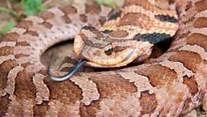 Široka istočna zmija