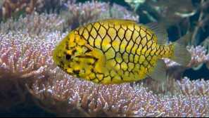 Japanska pristranost