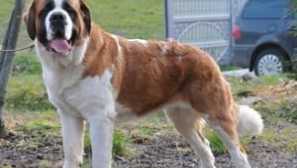 Pas senbarnar: opis i karakteristike pasmine, fotografije, cijene