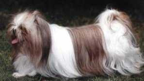 Shi-tzu pas: standard i opis pasmine, fotografije, cijene