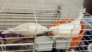 Sadržaj golubova u stanu u stanicama