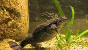 Surinam pips: fotografije, opis i značajke žabe