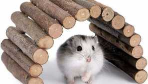 Top 9 manjih glodavaca