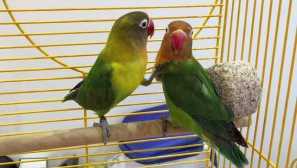 Njega i održavanje papagaja za ljubav