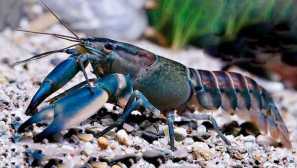 Veličanstveni ljubičasti rak