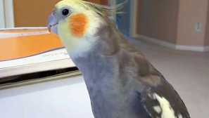 Težina i veličina korela papagajka