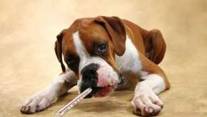 Uzročnici bolesti životinja