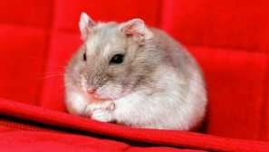 Sve o trudnim hrčcima