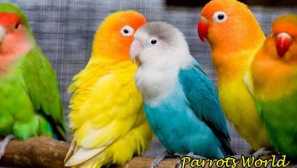 Odaberite ime parpot: opći savjeti, popis