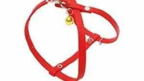 Zašto trebate trenera i uzicu za mačku?