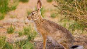 Hare: vrste, uzgoj, hrana, stanište, fotografija, opis, neprijatelji, izgled