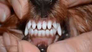 Zamjena mliječnih zuba stalni yorkshire terrier