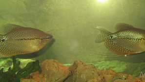 Pearl proussument: njega, mrijest, fotografija, video, reprodukcija, opis