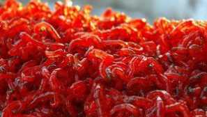 Živjeti kod kuće za akvarijske ribe