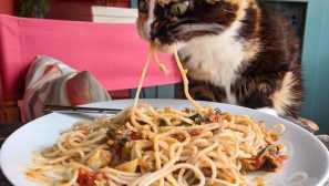 Životinje koje su uhvaćene s političkim