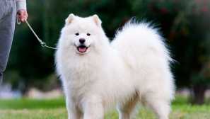 Upoznati staro! 5 najpopularnijih pasmina pasa izvedenih u rusiji